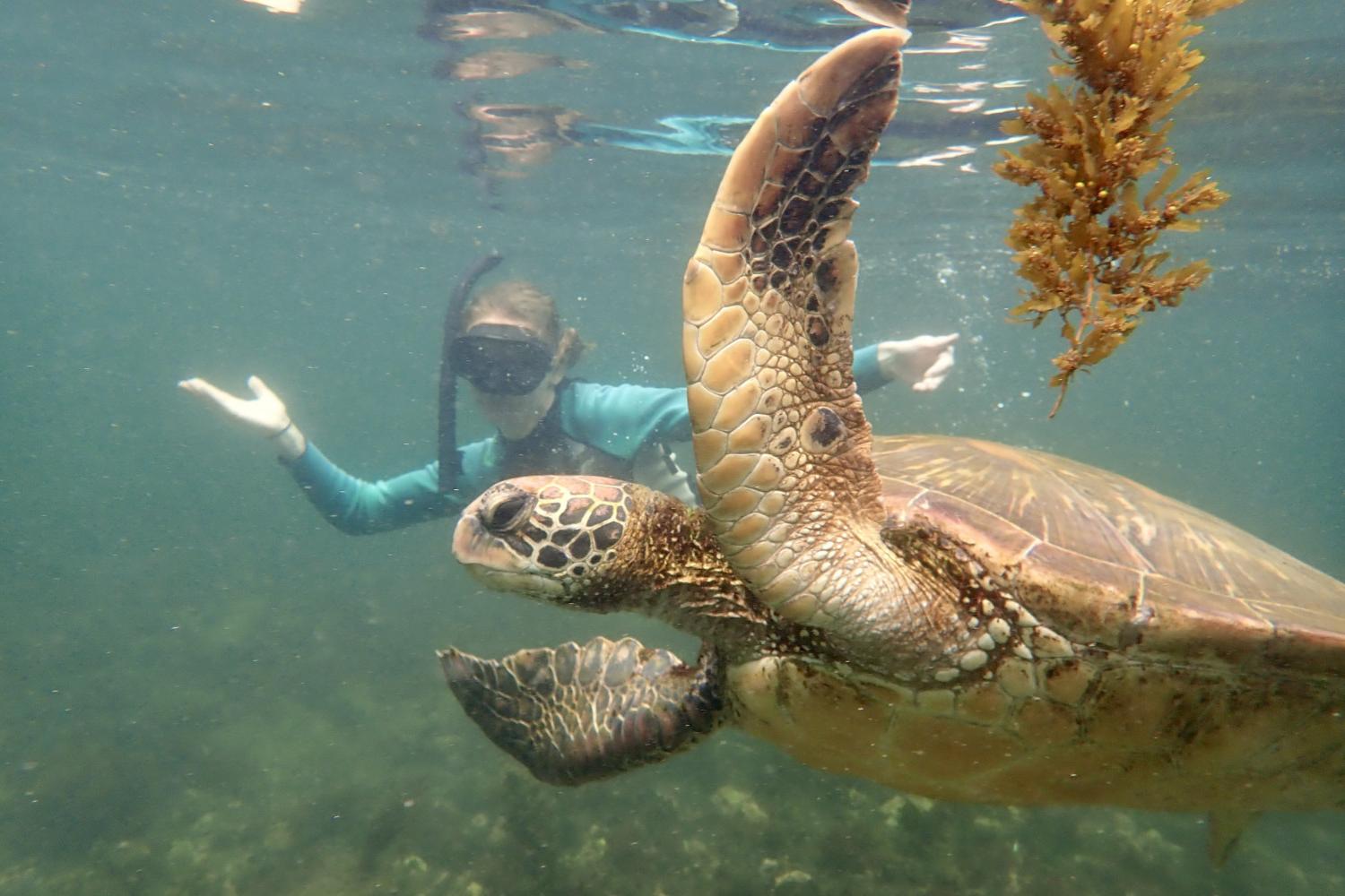 一名<a href='http://xxgk.sondakikagol.com'>博彩网址大全</a>学生在Galápagos群岛游学途中与一只巨龟游泳.